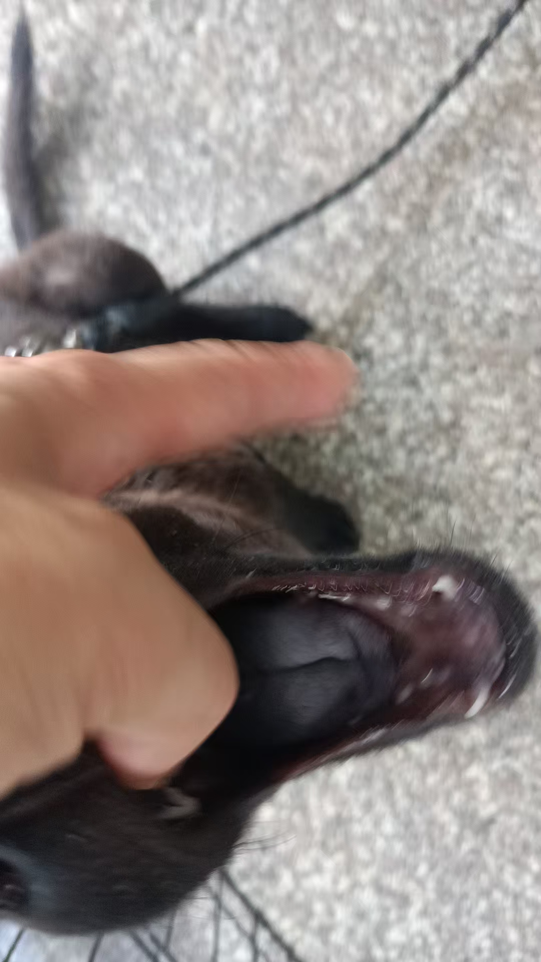 五黑犬3个月大，疫苗三针 7天包细小 健康活泼